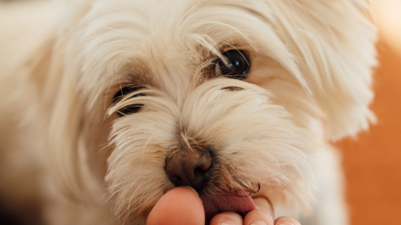 Cane lecca piedi