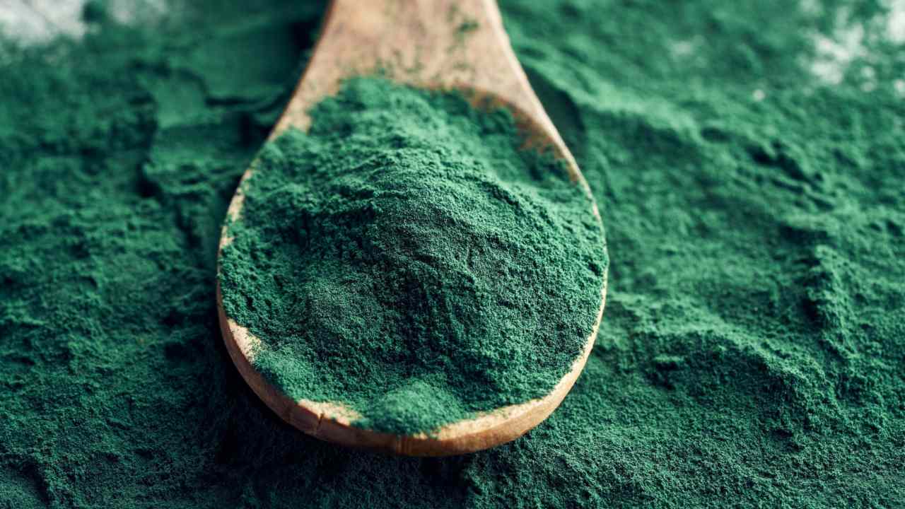 alga spirulina