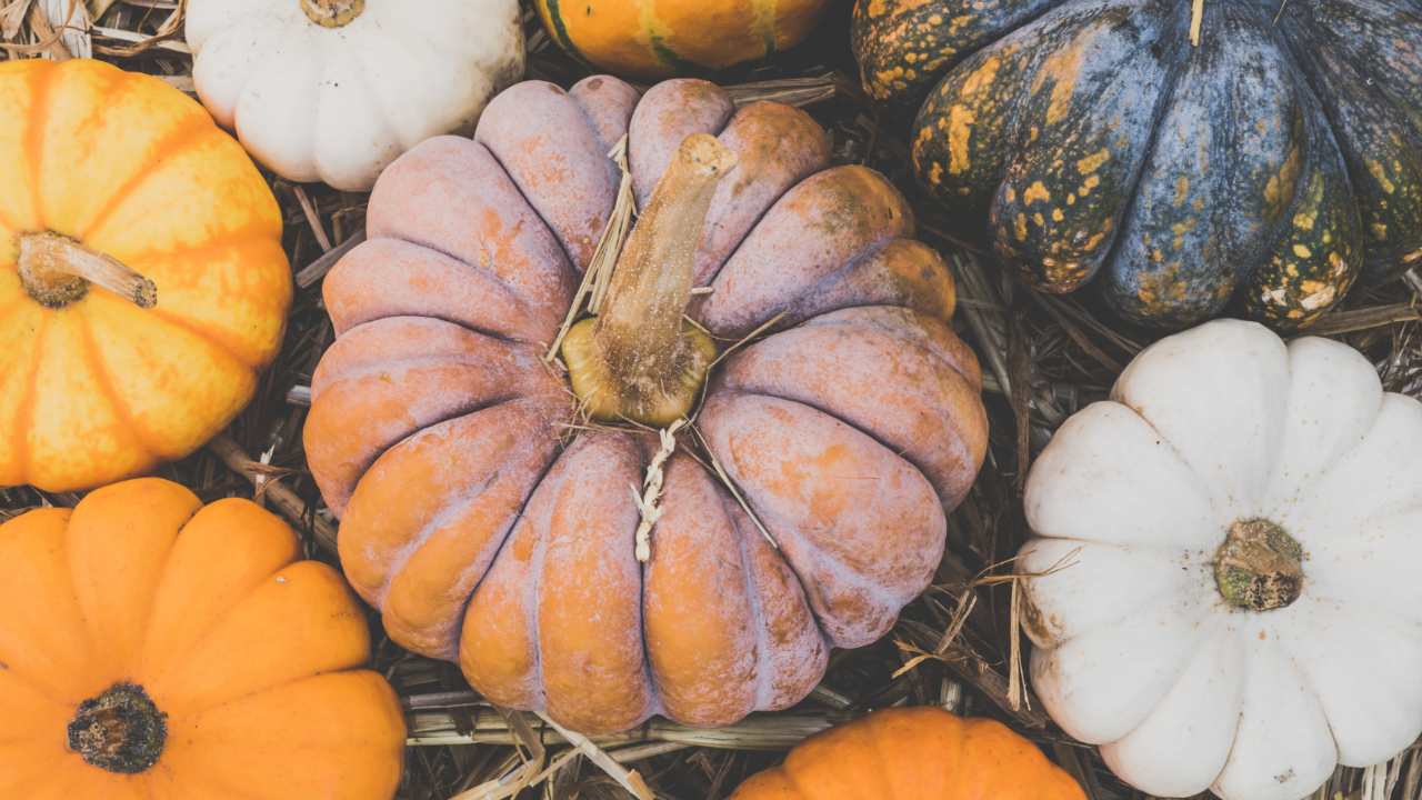 zucca proprietà benefici